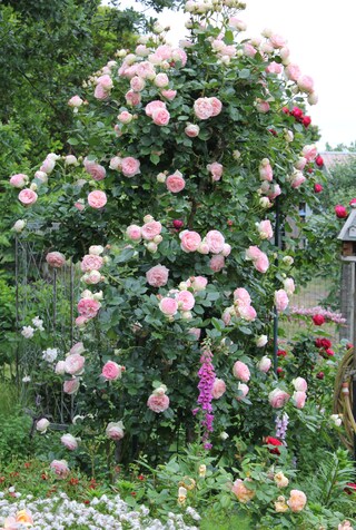 rose Pierre de Ronsard de Meilland