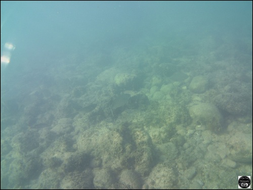 Grèce, vue sous-marine, de la mer Egée