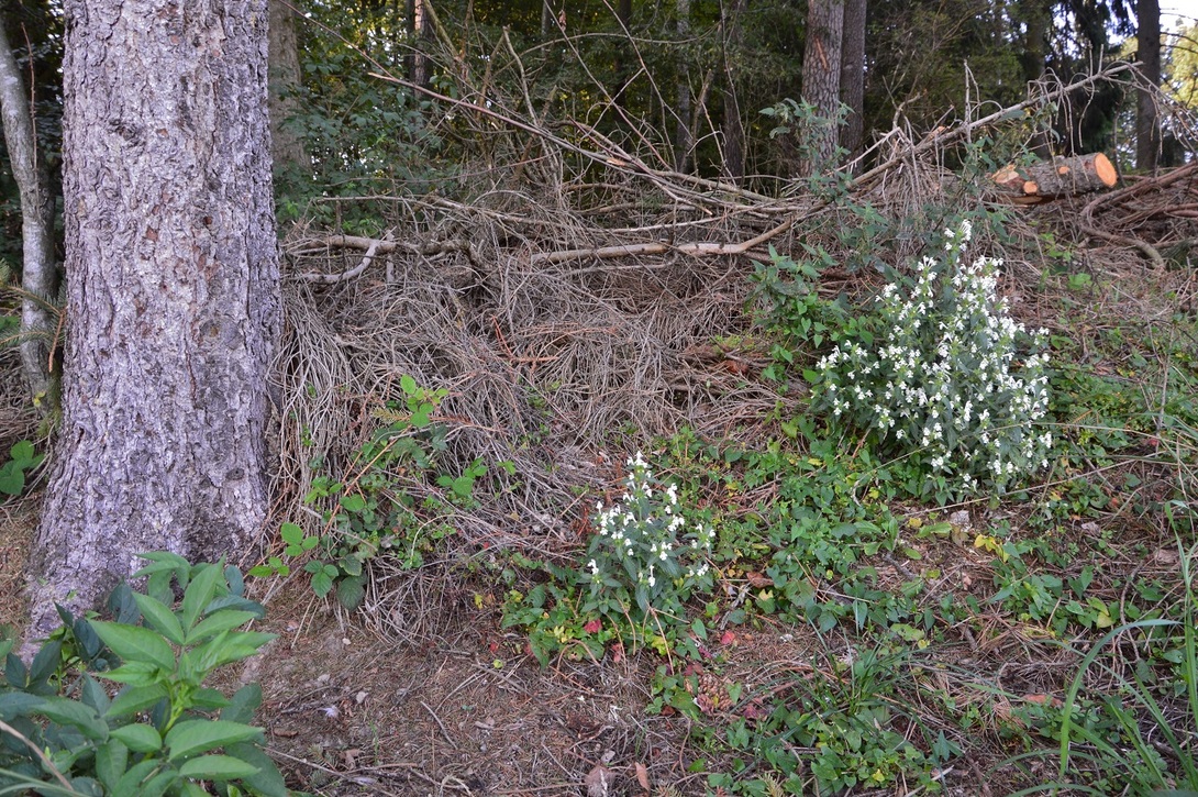 Galéopsis segetum (Lamiaceae)