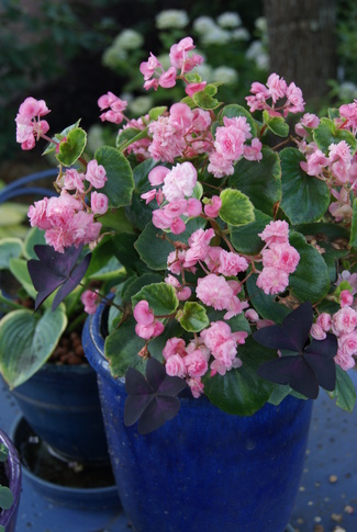 bégonia à fleurs doubles roses