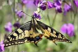 Le Machaon Grand porte-queue Papilio machaon Papilionidae