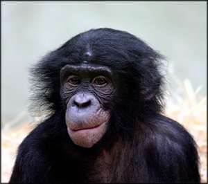 Le bonobo