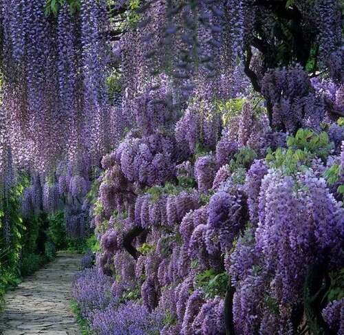 Fleurs cultivées : Glycine