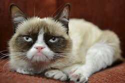 Grumpy le chat