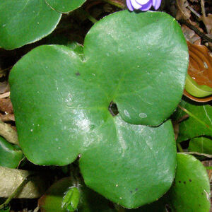 Anemone hepatica = Hepatica nobilis - hépatique noble