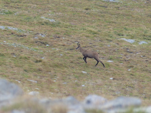 Chamois à Bernardez