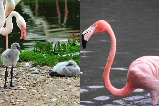 De petits flamants gris