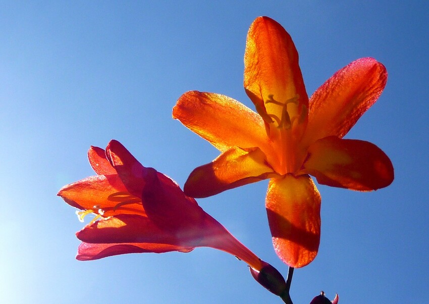 Mes fleurs de l'été dernier ...