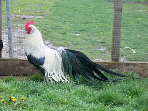 Sa majesté le coq