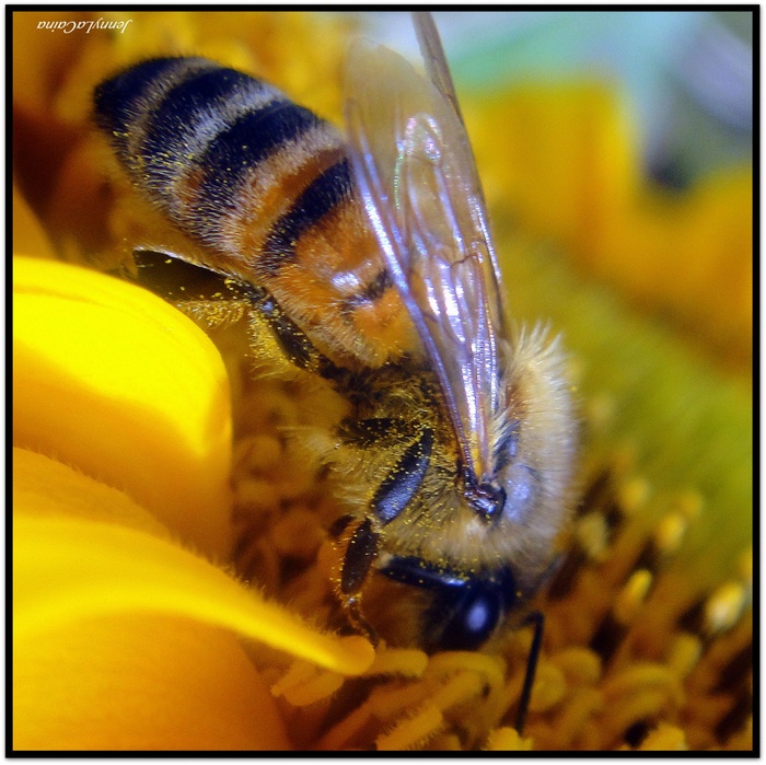 Tournesol