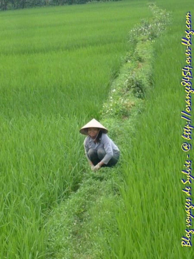 VIETNAM CULTURE DU RIZ