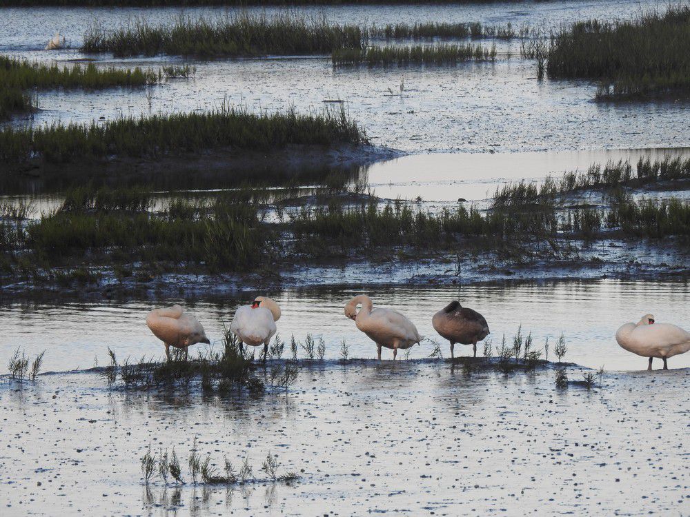 9 lapins, un héron et une aigrette et 5 cygnes...