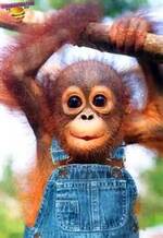 Les orangs-outans