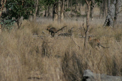 O Wallaby Style 