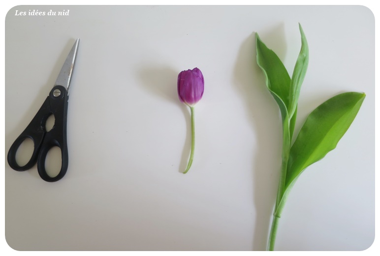 L'anatomie d'une tulipe