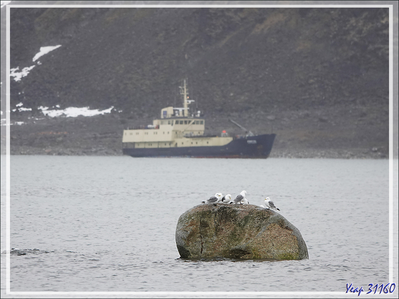 08/07/2014 : Débarquement à l'ancienne station baleinière de Smeerenburg - Ile Amsterdamøya - Spitzberg - Svalbard - Norvège