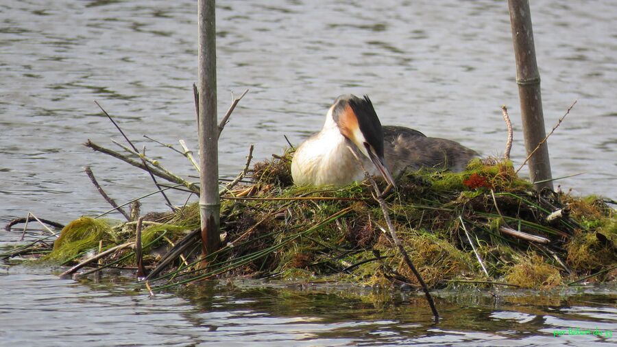 le parc ornithologique du Tech (33)-3