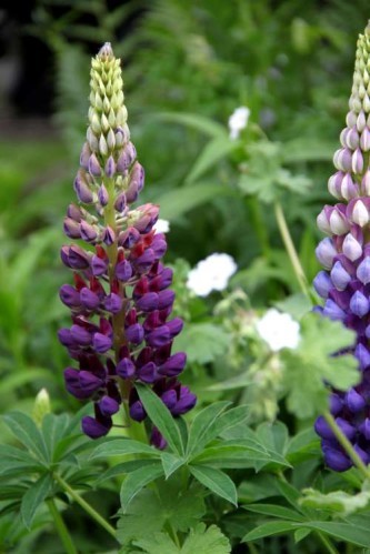 Lupin Gallery Blue3