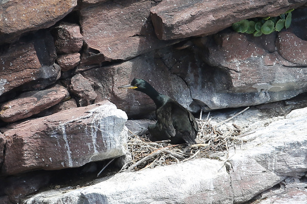 La nidification des Cormorans huppés