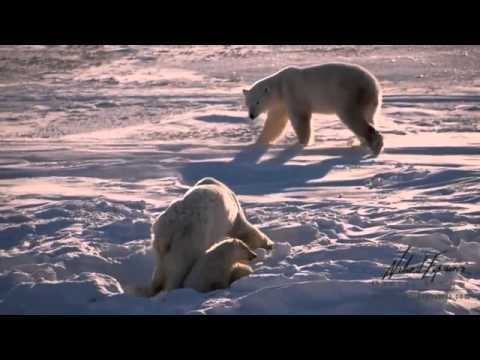 Résultat de recherche d'images pour "Ours blanc (Y.A. Bertrand / La terre vue du ciel 2007)"