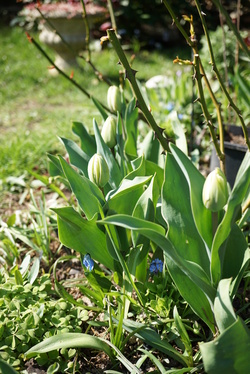 Petits lutins à tête de tulipe