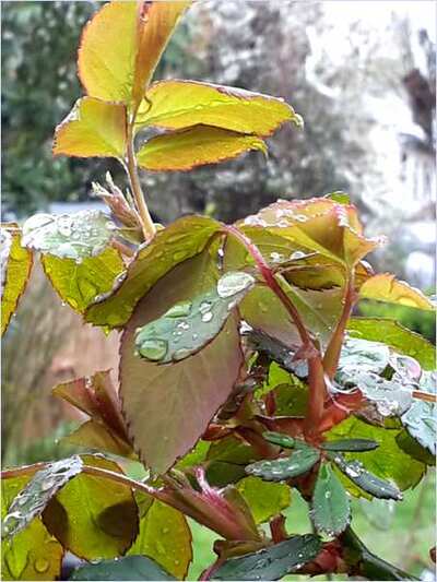 N° 295-Premiers bourgeons