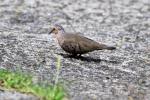 Oiseaux