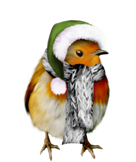 Oiseaux de Noël 2019