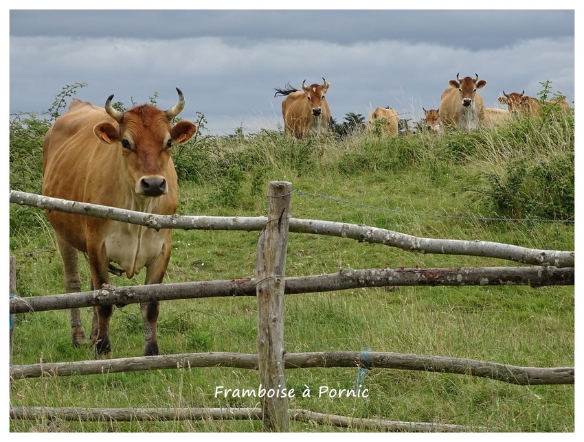 Dans le marais breton