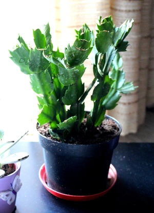 Schlumbergera ou Cactus de Noêl - 2013