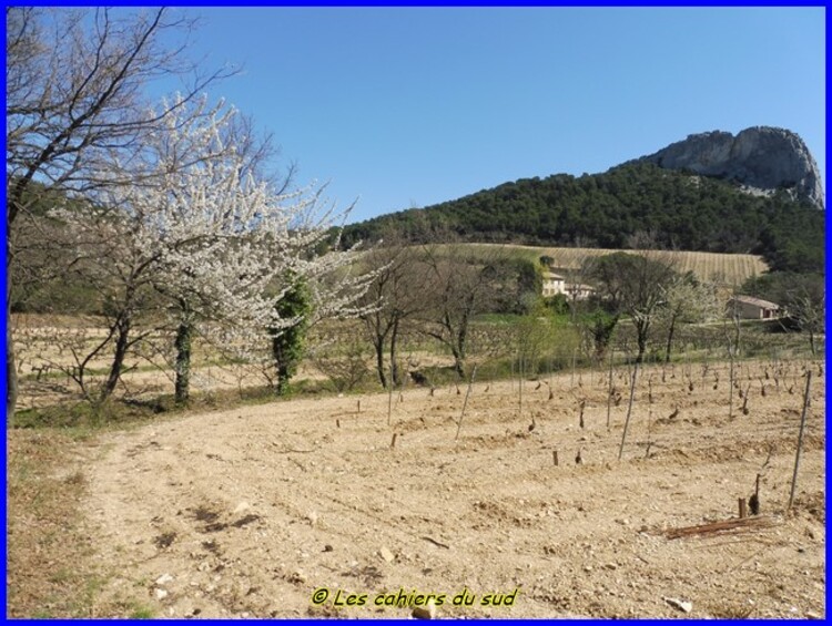 Monts de Gigondas, la dent du Turc