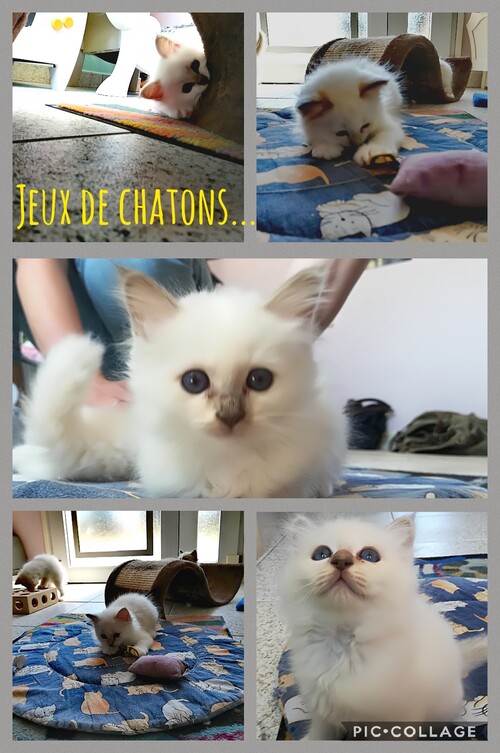 Chatons disponibles