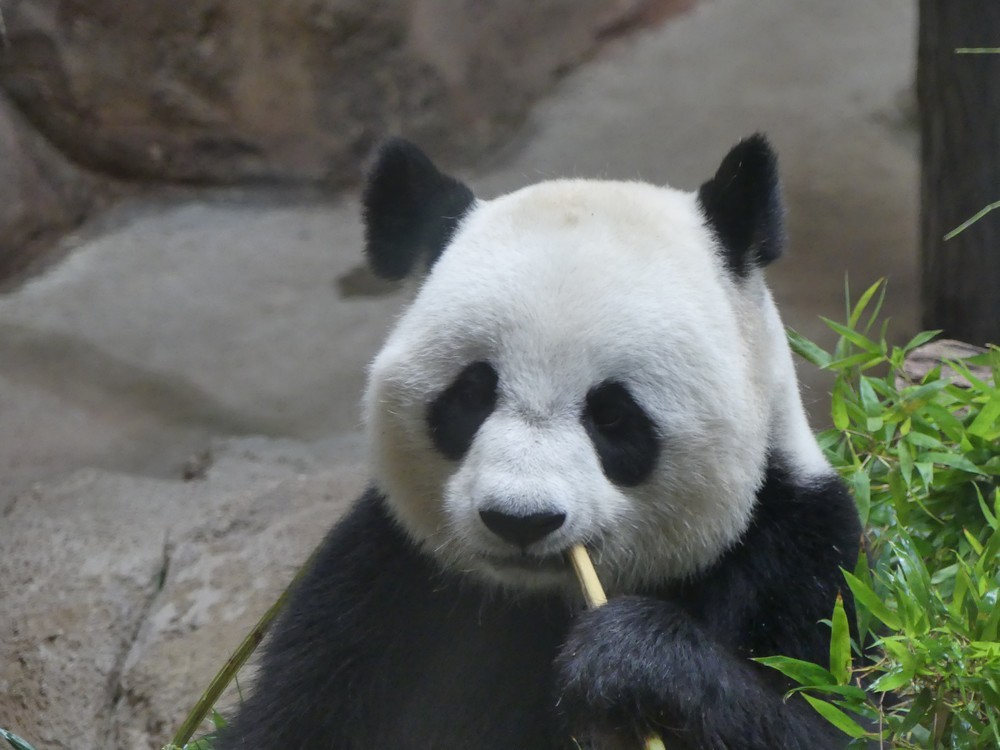Les pandas géants du Zoo de Beauval...