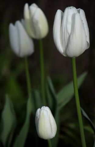 Tulipes 2024 : Ivory Floradale