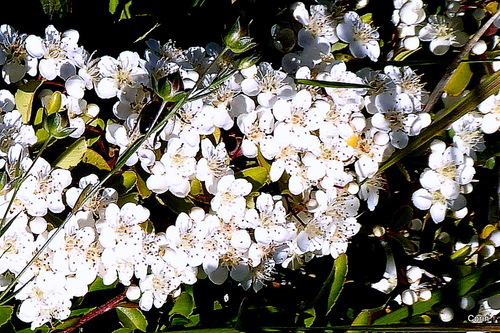 Petites fleurs blanches