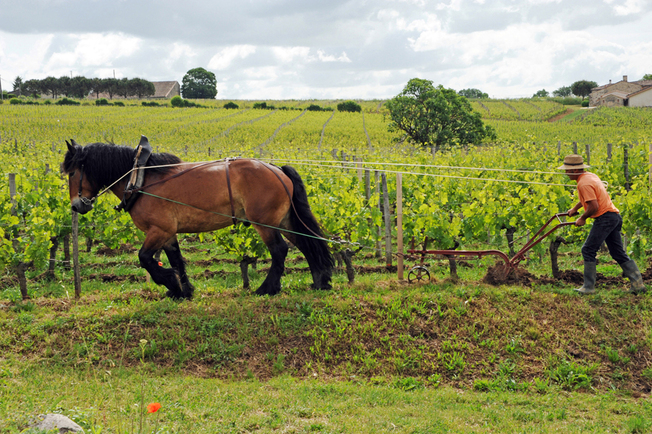 Travailler avec des chevaux de trait aujourd'hui : héritage, innovation,  transmission