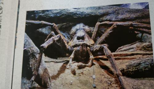 les araignées