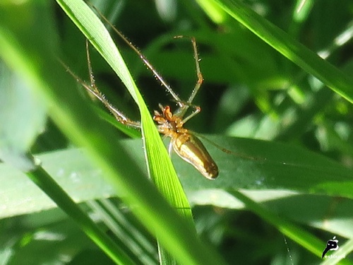 Tetragnatha sp.