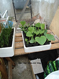 jardin et potager 2010 12