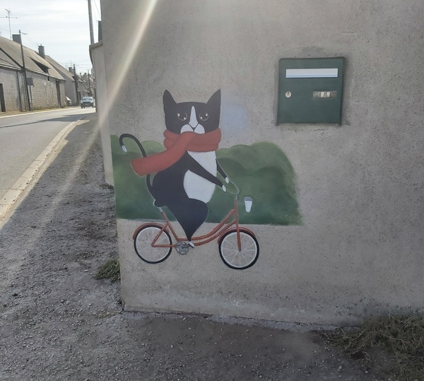 Chat cycliste