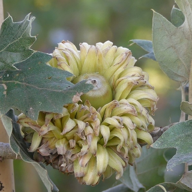 Journées des Plantes de Chantilly : retour sur édition d'automne 2018...