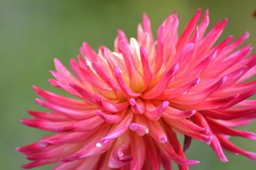 Le cartoscope du dimanche 16 octobre 2016