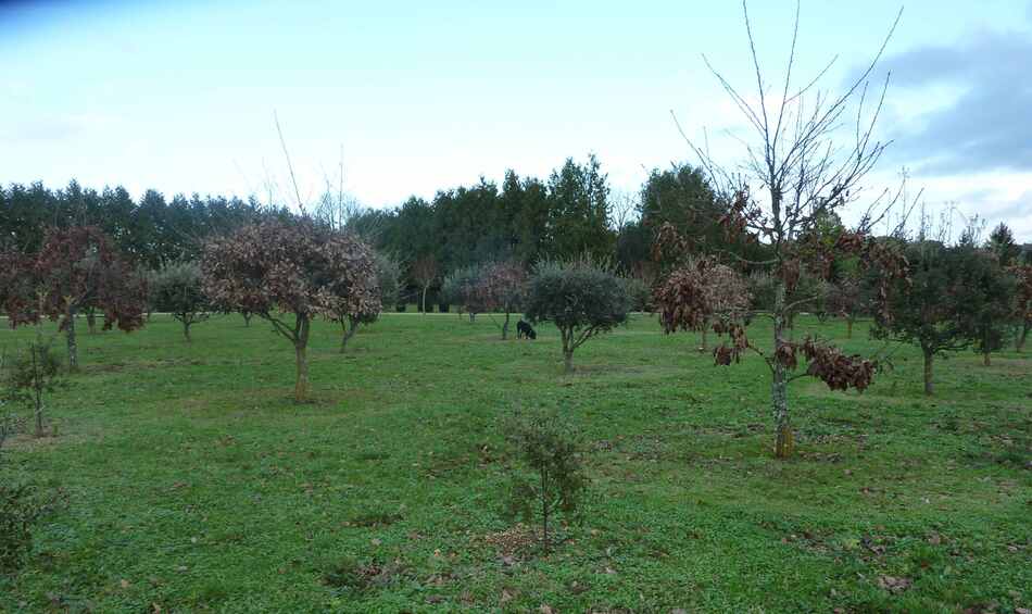 Cavage en truffière.