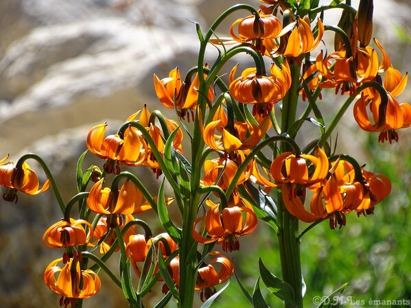 LES PLANTES MAGIQUES