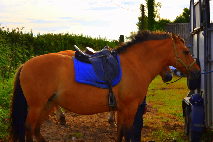 le cheval à l' honneur 