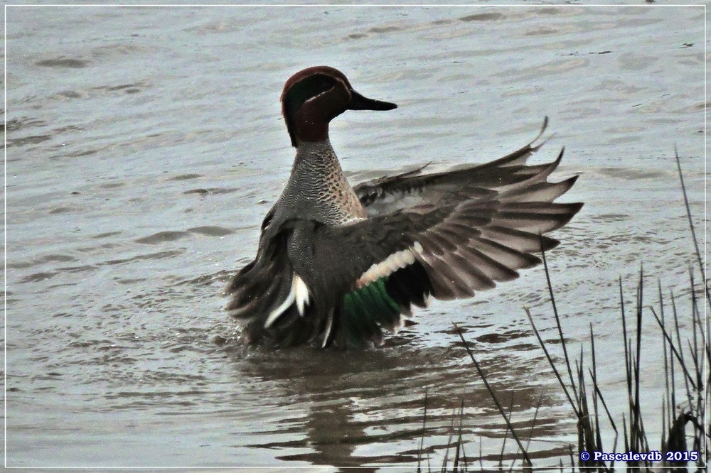 Réserve ornithologique du Teich (mars 2015) - 8/8