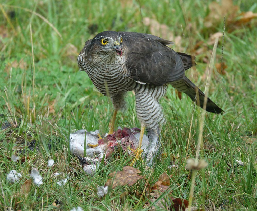 Un petit rapace dans mon jardin, &quot;autour des palombes&quot; ou épervier...