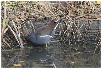 Gallinule poule d'eau adulte