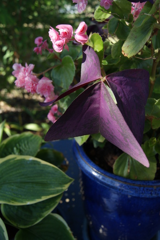 Oxalis triangularis