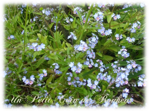petites fleurs bleues